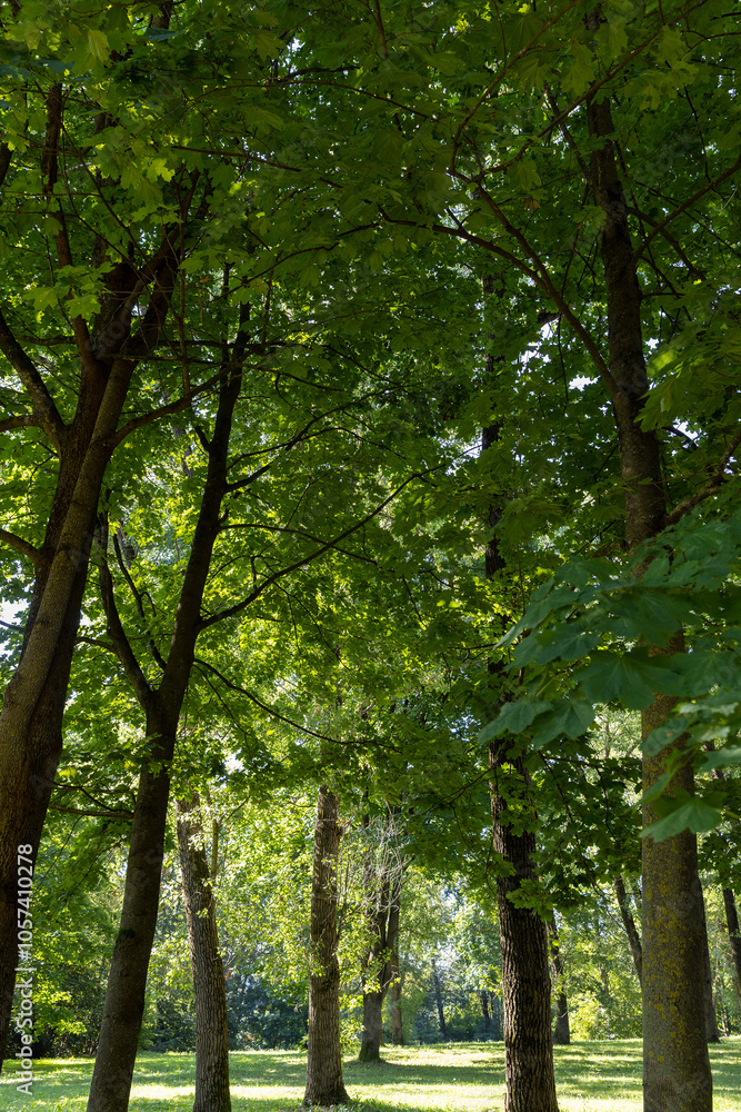Mixed deciduous forest with green foliage in summer