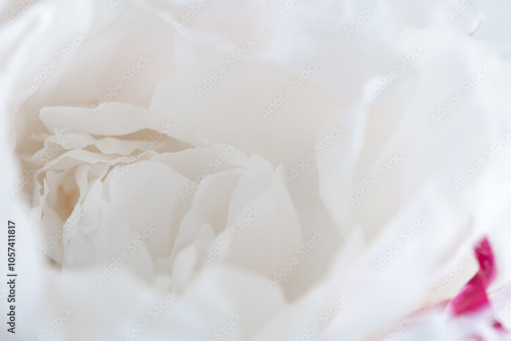 A close up macro shot of a white and pink peony flower A close up macro shot of a white and pink peony flower