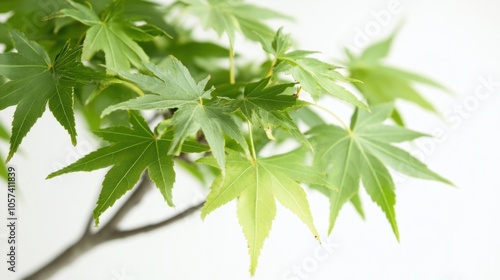 Leafy maple tree in full green foliage, capturing the richness of nature, isolated on white background