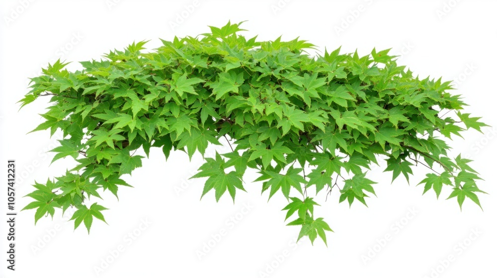Fototapeta premium Lush maple tree with vibrant green leaves, capturing natural beauty, isolated on white background