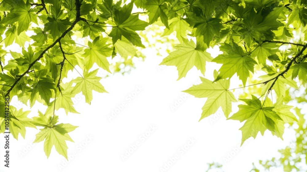 Lush maple tree with vibrant green leaves, capturing natural beauty, isolated on white background Lush maple tree with vibrant green leaves, capturing natural beauty, isolated on white background
