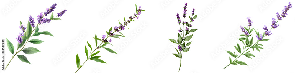 Fototapeta premium Elegant lavender sprigs on black background