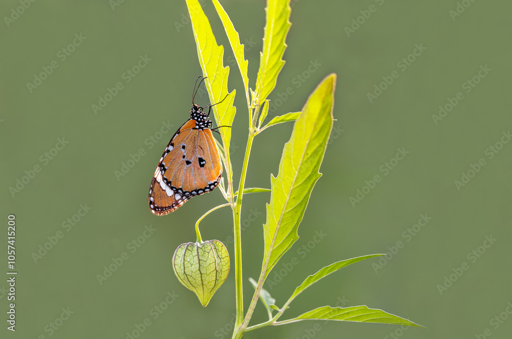 Sultan butterfly (Danaus chrysippus) flying in the Mugla region of Turkey