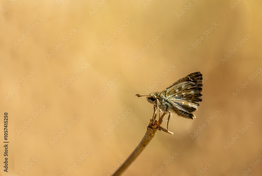 Marshmallow Skipper butterfly (Carcharodus alceae)