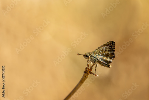 Obraz na płótnie Marshmallow Skipper butterfly (Carcharodus alceae) w salonie