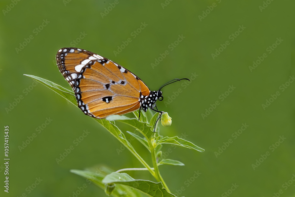 Sultan butterfly (Danaus chrysippus) flying in the Mugla region of Turkey