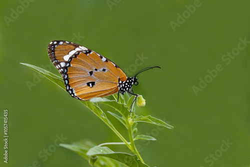 Sultan butterfly (Danaus chrysippus) flying in the Mugla region of Turkey