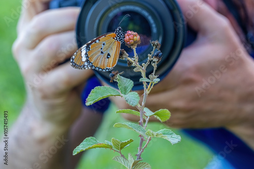 Obraz na płótnie Sultan butterfly (Danaus chrysippus) flying in the Mugla region of Turkey w salonie