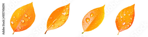 Vibrant autumn leaves with water droplets display