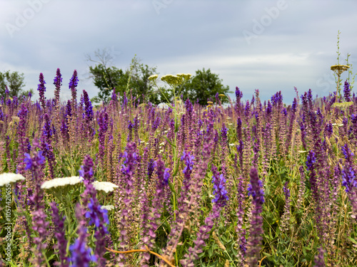 Spring landscape in Kyrgyzstan with blooming purple sage and yellow wildflowers under a blue sky.