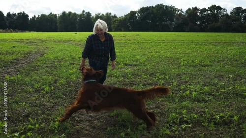 60s caucasian woman playing with adorable Irish Setter dog in mountain field. Beautiful nature. Sunset. Family picture. High quality FullHD footage