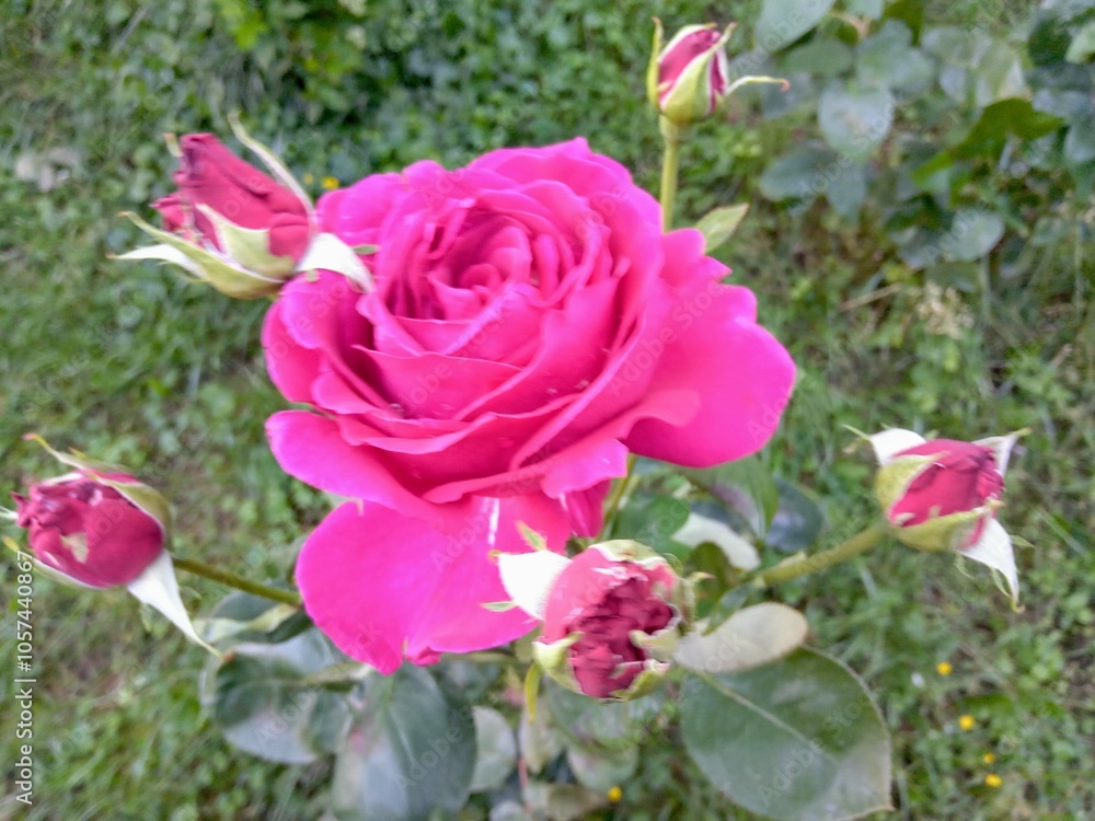 Pink rose flower with bud in the garden Pink rose flower with bud in the garden