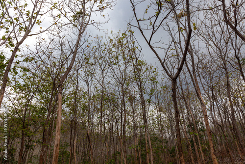 Teak tree plant