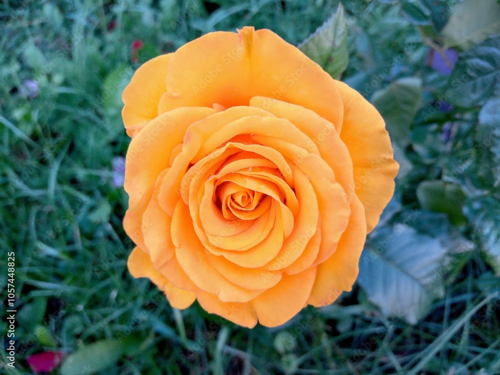 Orange single rose flower in the garden Orange single rose flower in the garden