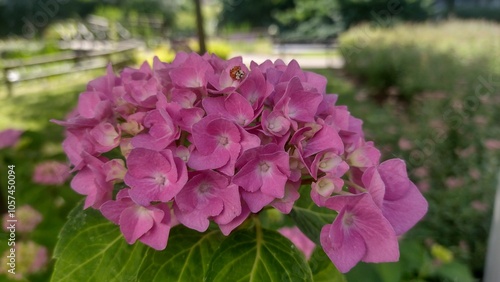 Pink hydrangea flower in the spring garden 