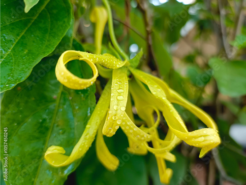 Ylang-Ylang flower (ilang ilang), Cananga odorata, yellow petals as long, flat lines that are bent, far fragrant, on rainy day in ornamental garden. Chiang Mai, Thailand. photo