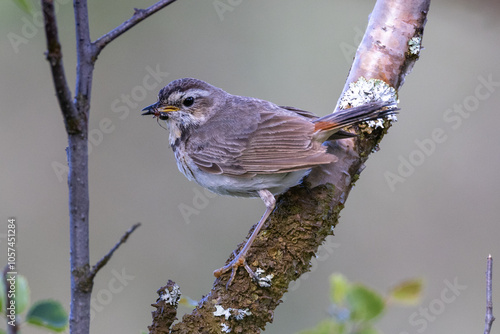 female bluethroat with an ant in its beak