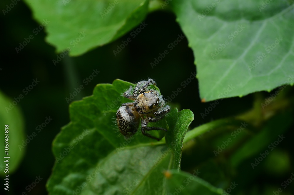 Macro Shot of Fuzzy Spider on Leaf in Natural Habitat Macro Shot of Fuzzy Spider on Leaf in Natural Habitat