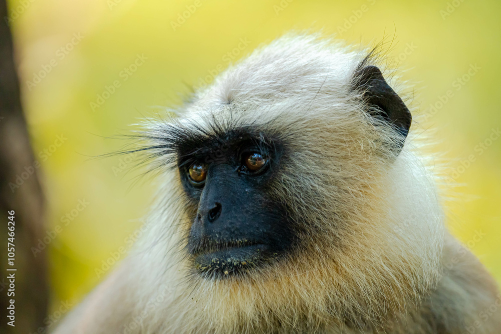 Fototapeta premium Langurs in Indian forests are arboreal primates with long tails, feeding on fruits and leaves, thriving in groups, and playing vital ecological roles as seed dispersers.