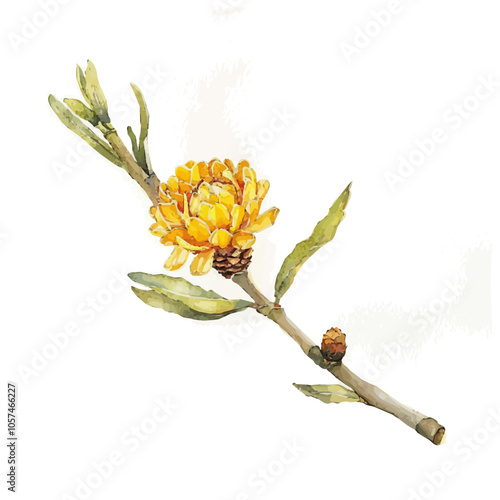 Watercolor painting of helichrysum flower, isolated on a white background, and helichrysum vector