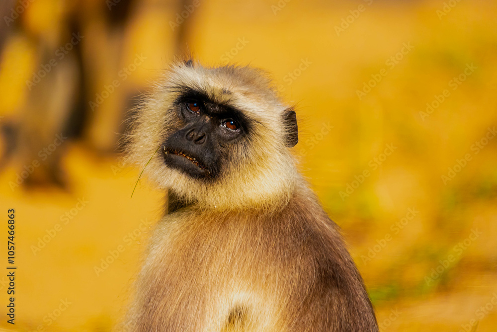 Obraz premium Langurs in Indian forests are arboreal primates with long tails, feeding on fruits and leaves, thriving in groups, and playing vital ecological roles as seed dispersers.