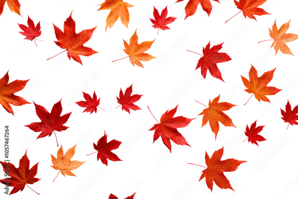 Vibrant orange and red maple leaves scattered on a clean white background Vibrant orange and red maple leaves scattered on a clean white background