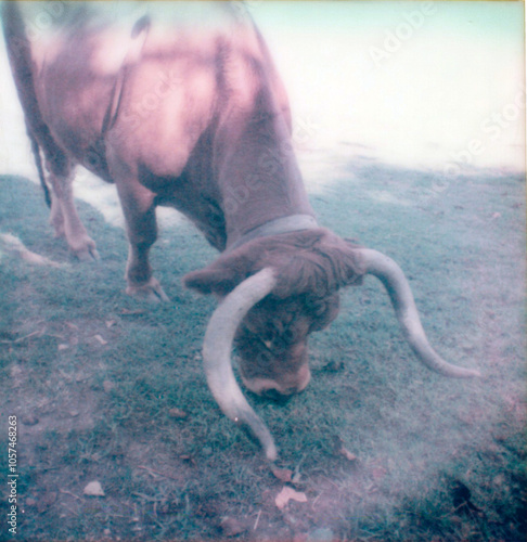 bull on field photo