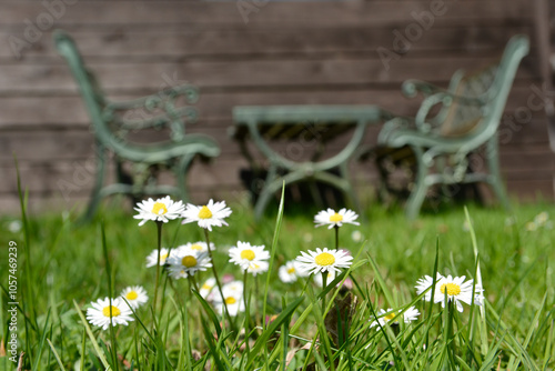 Germany, North Rhine-Westphalia, Daisy in spring while benchs in background photo