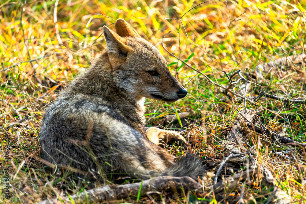 Naklejka premium The golden jackal, a versatile carnivore, thrives in forests, grasslands, and urban fringes, known for its scavenging habits, howling calls, and social adaptability in packs.