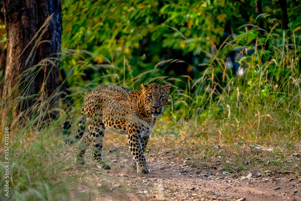 Obraz premium The leopard, a stealthy predator, has a rosette-patterned coat, exceptional agility, and adaptability, thriving in forests, grasslands, and mountains while hunting with unmatched precision.