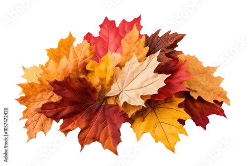 Richly colored fall foliage including deep red, bright orange, and golden leaves isolated on a white background. photo