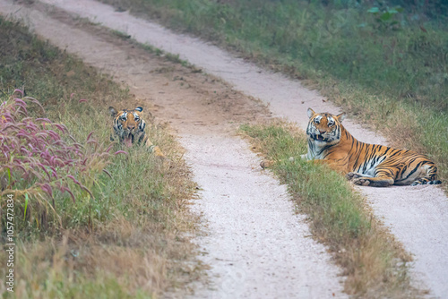 India's forests, from jungles to mangroves, shelter tigers. These apex predators maintain ecological balance and are recognized by unique stripes, aiding conservation efforts.