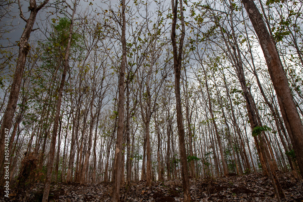 Teak tree plant Teak tree plant