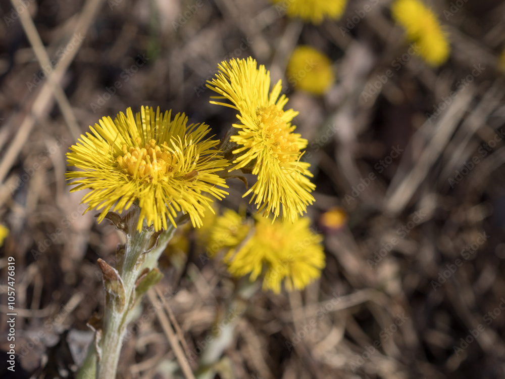 coltsfoot flowers close up on a spring day coltsfoot flowers close up on a spring day