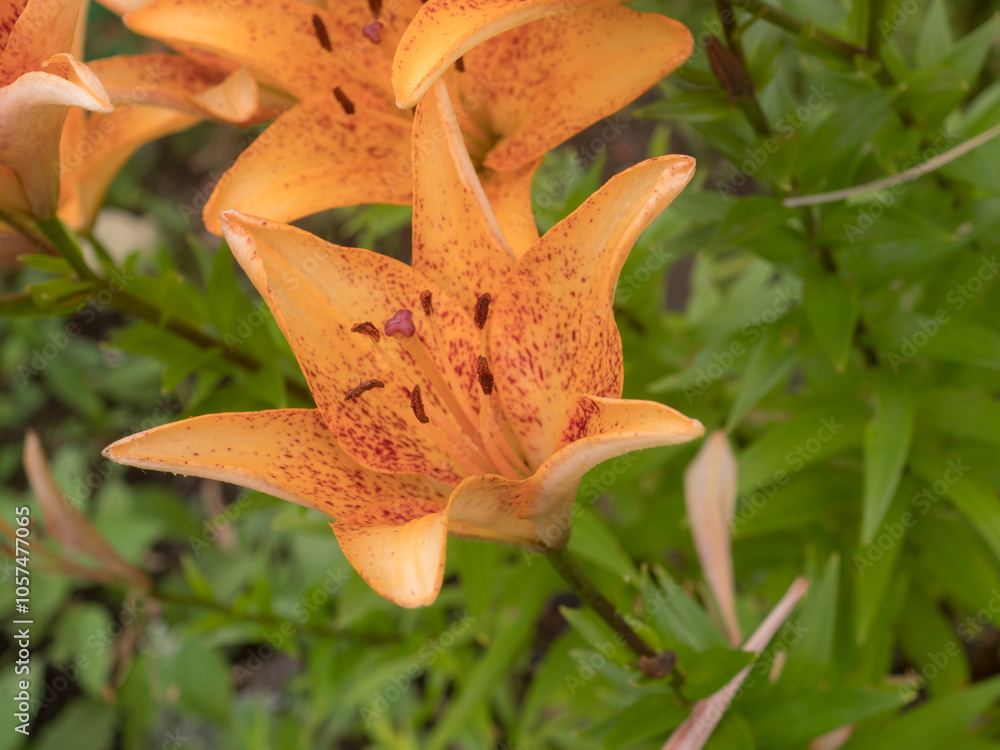 orange lilies in the garden closeup orange lilies in the garden closeup