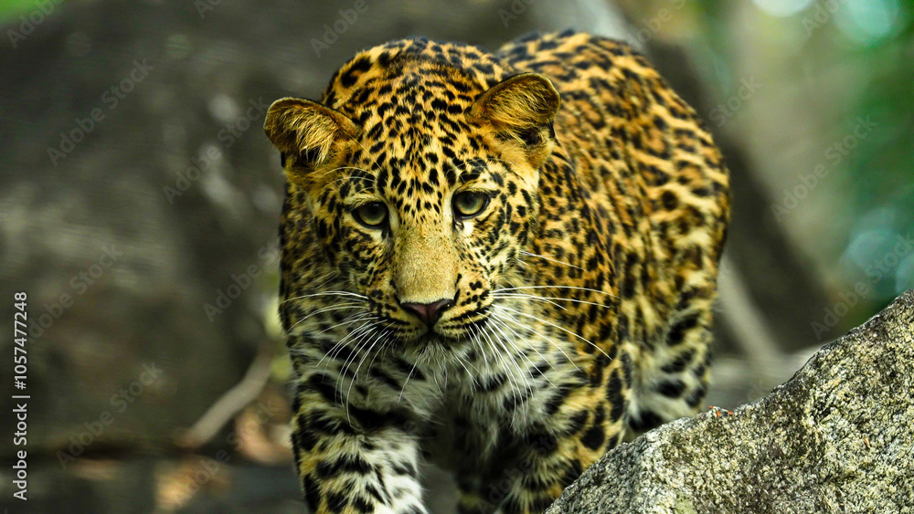 Fototapeta premium The leopard is a solitary, agile big cat, known for its spotted coat, exceptional climbing skills, stealth hunting, wide habitat range, and adaptability in diverse environments.