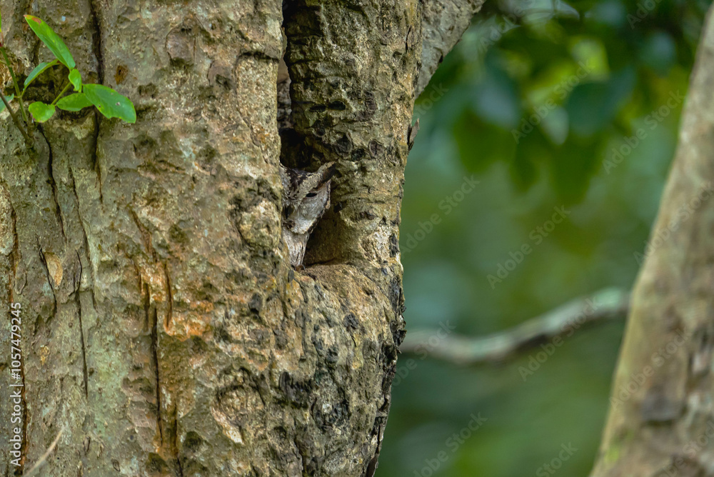 India’s birds include peacocks, eagles, kingfishers, flamingos, and cranes, thriving in forests, wetlands, deserts, grasslands, and the Himalayas. India’s birds include peacocks, eagles, kingfishers, flamingos, and cranes, thriving in forests, wetlands, deserts, grasslands, and the Himalayas.