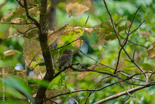 India’s birds include peacocks, eagles, kingfishers, flamingos, and cranes, thriving in forests, wetlands, deserts, grasslands, and the Himalayas.