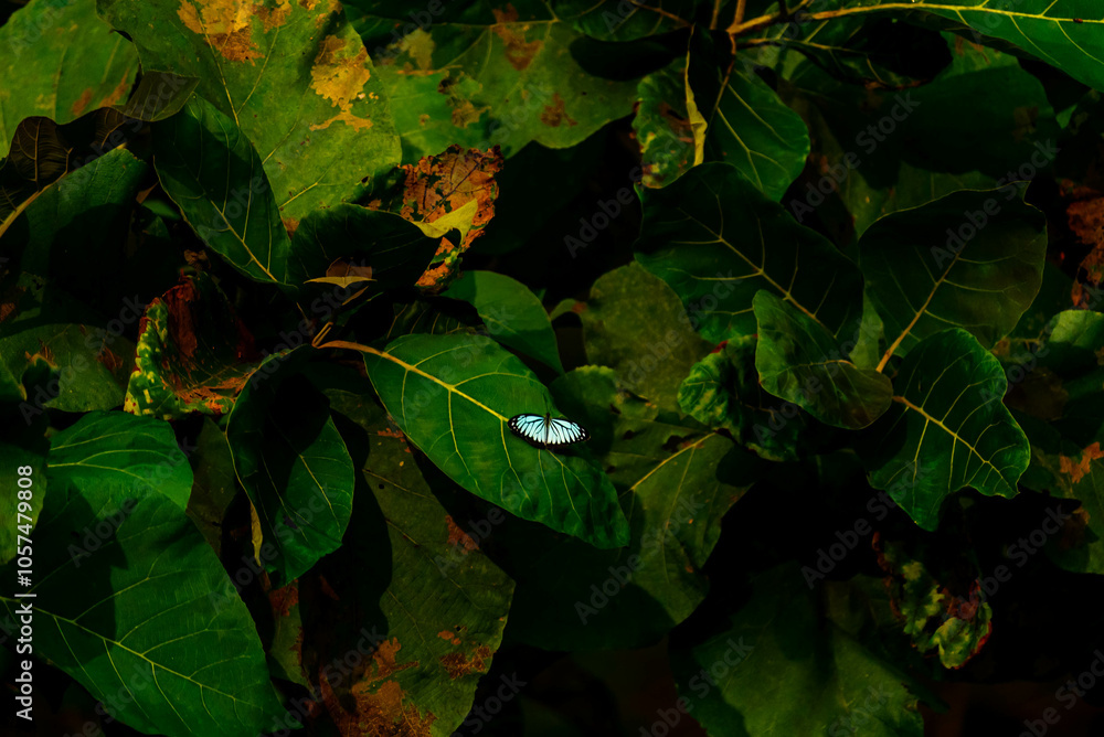 India is home to 1,300+ butterfly species, thriving in diverse habitats ...