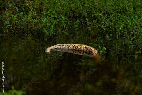 India is home to diverse snakes, including cobras, pythons, vipers, and kraits, inhabiting forests, grasslands, and urban areas, showcasing unique adaptations and ecological roles. photo