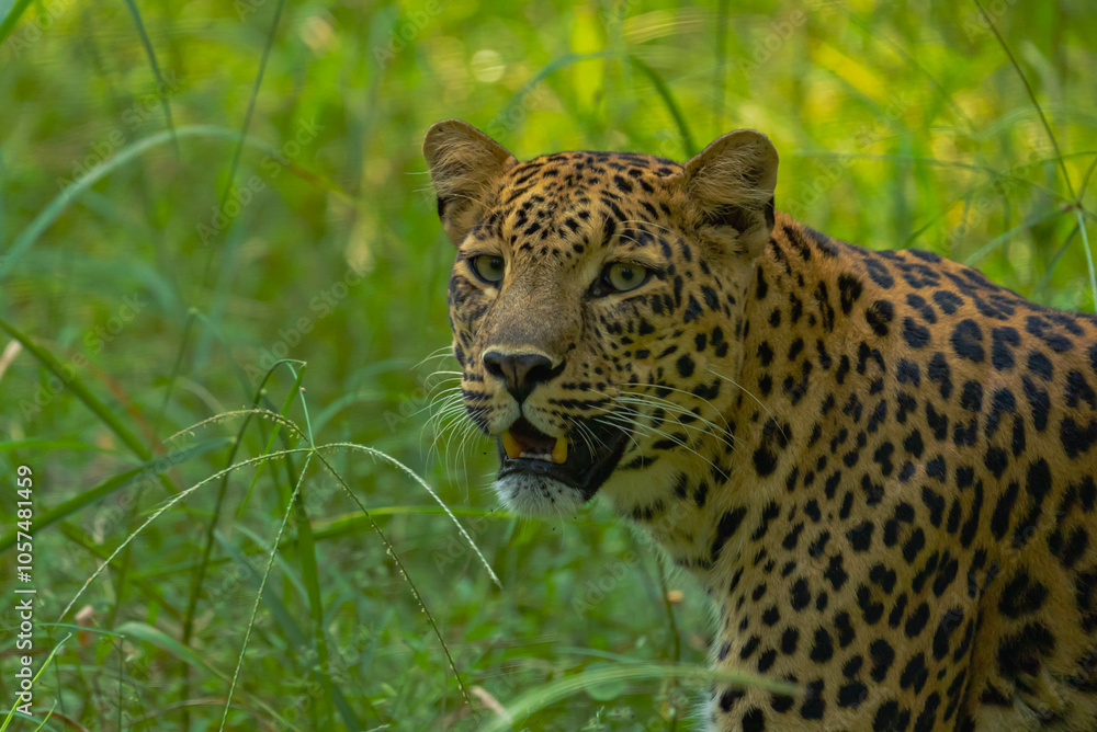 An Indian leopard crouches low in tall grass, its golden coat and dark rosettes blending seamlessly with the dappled light, hidden and watchful in the woods. An Indian leopard crouches low in tall grass, its golden coat and dark rosettes blending seamlessly with the dappled light, hidden and watchful in the woods.