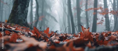 Autumn leaves scattered on the forest floor create a vibrant tapestry of red hues beneath towering, misty trees, imbuing the scene with seasonal magic. photo