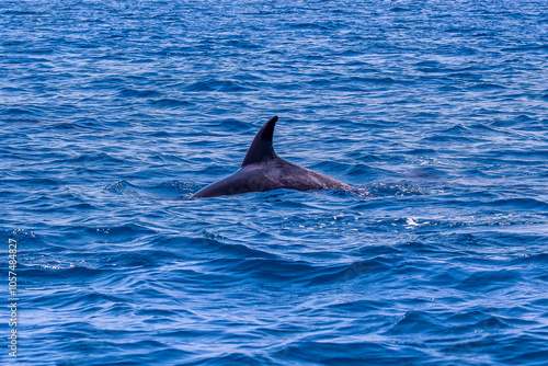 Wild Dolphins Swimming in Baja California Sur Mexico