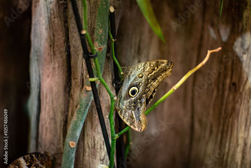 The owl butterfly, known for its striking eye spots and large wingspan, rests elegantly in the butterfly exhibit at Wrocław Zoo, enchanting visitors with its remarkable patterns and beauty.