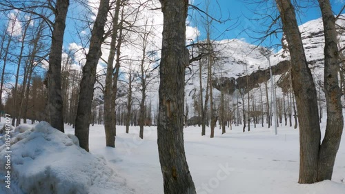 Wallpaper Mural 4K shot of snow under the dried trees after snowfall during the winter season at Sissu village in Lahaul and Spiti district, Himachal Pradesh, India. Snow under dried trees and mountains in winter. Torontodigital.ca