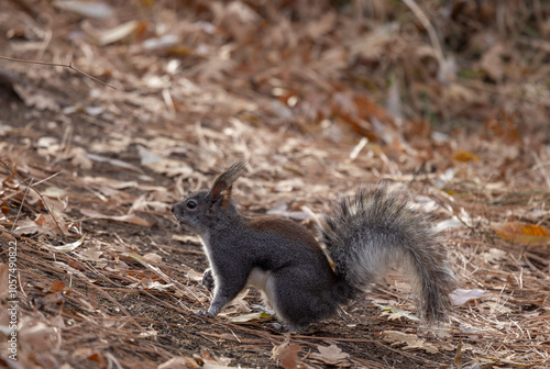 Abert's Squirrel in an Ariozna Forest photo