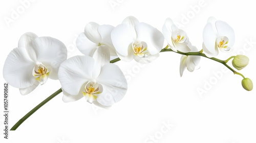 A delicate arrangement of white orchids showcasing their elegant beauty.