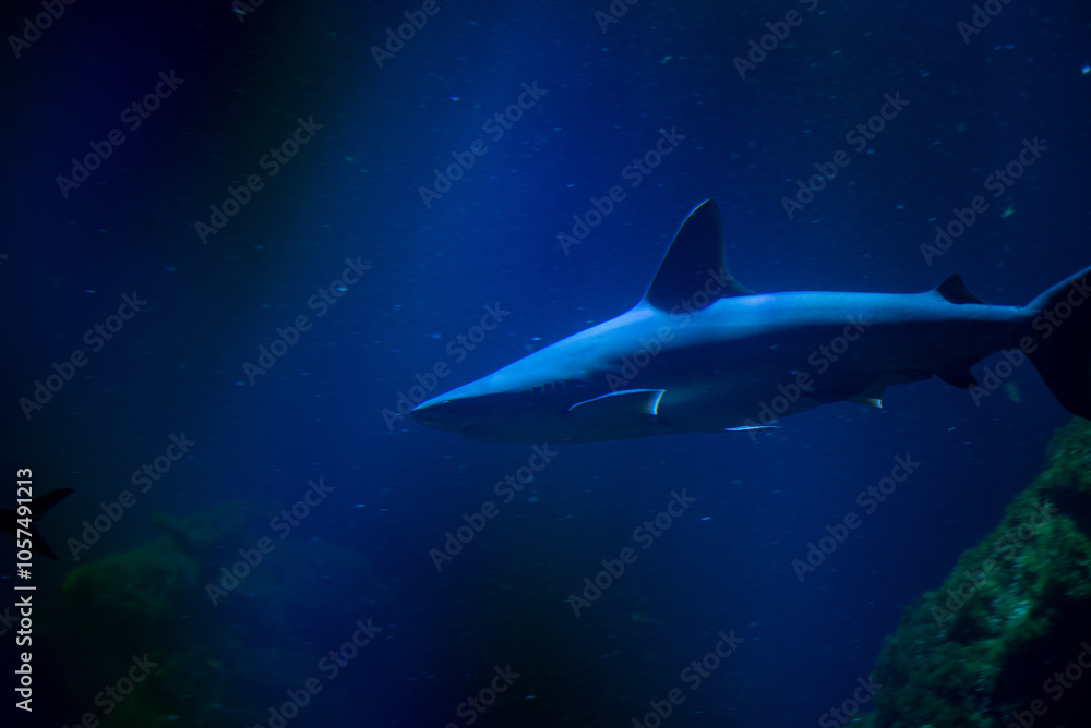 Fototapeta premium The Galapagos shark, recognized for its robust body and distinctive dorsal fin, glides through the waters at Wrocław Zoo, captivating visitors with its powerful presence and striking appearance.
