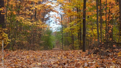 Leaves are falling from trees in the forest in Bronte Creek Provincial Park, Oakville, Ontario, Canada, photo