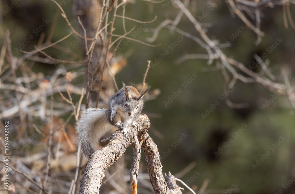 Abert's Squirrel in an Ariozna Forest Abert's Squirrel in an Ariozna Forest